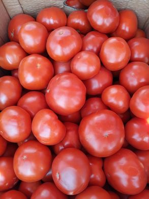 Тобольск F1 - насіння томата, 1000 шт, Bejo 18153 фото