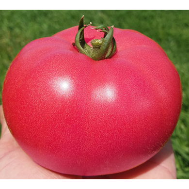 Розалба F1 - насіння томата, 1000 шт, Esasem 77592 фото