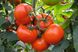 Тобольск F1 - насіння томата, 1000 шт, Bejo 18153 фото 1
