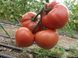 Розалба F1 - насіння томата, 1000 шт, Esasem 77592 фото 1