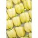 Бурабелла F1 – насіння солодкого перцю, 1000 шт, Rijk Zwaan 44969 фото 3