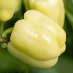 Бурабелла F1 - семена сладкого перца, 1000 шт, Rijk Zwaan 44969 фото