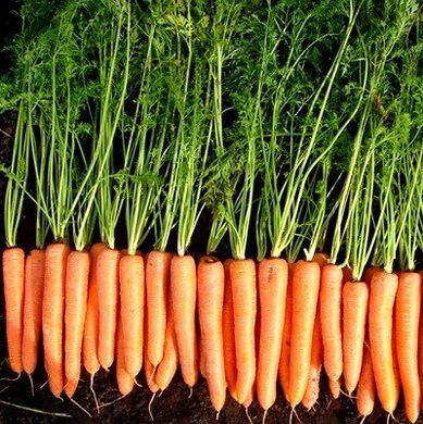 Волкано F1 - насіння моркви, 100 000 шт, Hazera 44516 фото