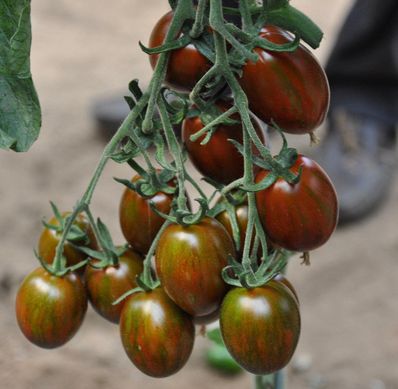 Кріспіна Плюм F1 - насіння томата, 1000 шт, Esasem 02242 фото