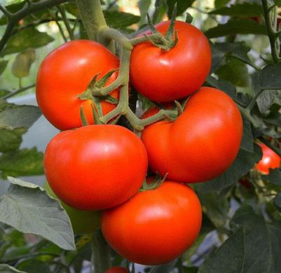 Тойво F1 - насіння томата, 250 шт, Bejo 18154 фото