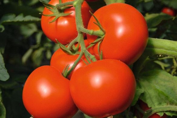 Тойво F1 - насіння томата, 250 шт, Bejo 18154 фото