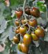 Кріспіна Плюм F1 - насіння томата, 1000 шт, Esasem 02242 фото 1