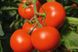 Тойво F1 - насіння томата, 250 шт, Bejo 18154 фото 1