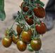 Кріспіна Плюм F1 - насіння томата, 1000 шт, Esasem 02242 фото 2
