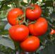 Тойво F1 - насіння томата, 250 шт, Bejo 18154 фото 2