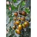 Кріспіна Плюм F1 - насіння томата, 1000 шт, Esasem 02242 фото 3