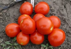 1855 F1 - насіння томата, 500 шт, Spark Seeds 87910 фото