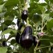 Блек Перл F1 - насіння баклажана, 500 шт, Enza Zaden 13500 фото 3