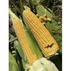 1801 F1 - насіння кукурудзи, 25 000 шт, Spark Seeds 32212 фото