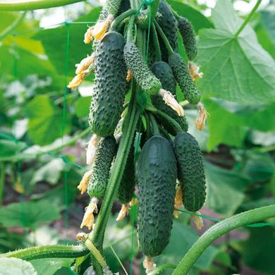 Ніборі F1 - насіння огірка, 10 шт, Kitano (Пан Фермер) 32517 фото