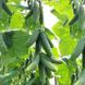 Ніборі F1 - насіння огірка, 10 шт, Kitano (Пан Фермер) 32517 фото 2