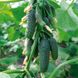 Ніборі F1 - насіння огірка, 1000 шт, Kitano 32414 фото 4