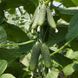 Ніборі F1 - насіння огірка, 10 шт, Kitano (Пан Фермер) 32517 фото 3