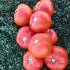 1801 F1 - насіння томата, 500 шт, Spark Seeds 88300 фото