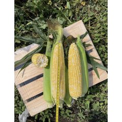 Акведук F1 - семена кукурузы биколор, 2 500 шт, Spark Seeds 64879 фото