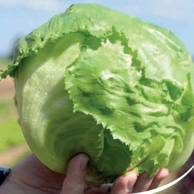 Форестер - насіння салату, 5000 шт, Bejo 70829 фото