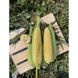 Акведук F1 - семена кукурузы биколор, 2 500 шт, Spark Seeds 64879 фото 1