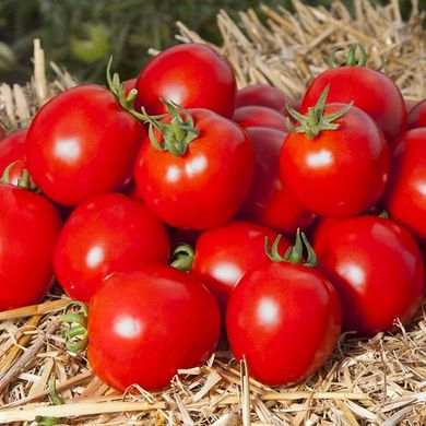 Асвон F1 - насіння томата, 1000 шт, Kitano 57490 фото