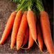 Морковь Каротан, 100 000 семян (1.6-1.8), Rijk Zwaan 60851 фото 2
