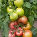 Асано F1 (КС 38 F1) - насіння томата, 500 шт, Kitano 50333 фото 1