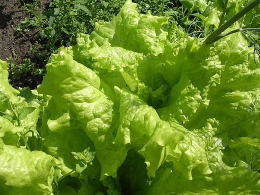 Фінстар - насіння салату, 5000 драже, Nunhems 46467 фото