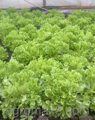 Фрістіна - насіння салату, 5 г, Hazera 57516 фото