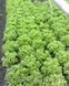 Фрістіна - насіння салату, 5 г, Hazera 57516 фото 3