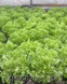 Фристина - семена салата, 5 г, Hazera 57516 фото 2