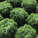 Фрістіна - насіння салату, 5 г, Hazera 57516 фото 1