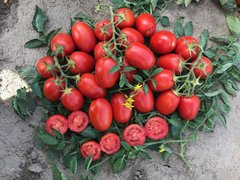 9905 F1 - насіння томата, 5000 шт, Spark Seeds 85900 фото