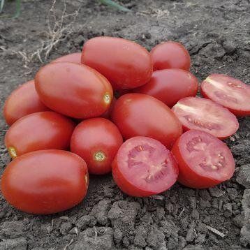 9905 F1 - насіння томата, 100 000 шт, Spark Seeds 86100 фото