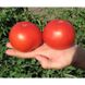 Багіра F1 - насіння томата, 5 г, Clause 66223 фото 6