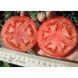 Багіра F1 - насіння томата, 5 г, Clause 66223 фото 7