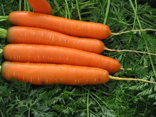 Сатурно F1 - насіння моркви, 25 000 шт (1.6-2.0), Clause 13966 фото