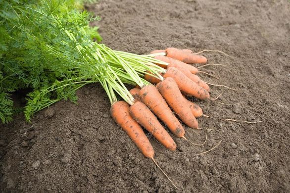 Каріні - насіння моркви, 50 г, Bejo 61867 фото
