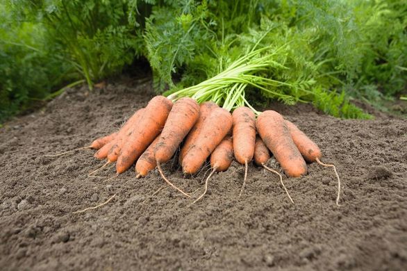 Каріні - насіння моркви, 50 г, Bejo 61867 фото