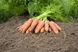 Карини - семена моркови, 50 г, Bejo 61867 фото 3