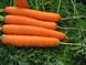 Сатурно F1 - насіння моркви, 25 000 шт (1.6-2.0), Clause 13966 фото 2