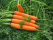 Сатурно F1 - насіння моркви, 25 000 шт (1.6-2.0), Clause 13966 фото 1