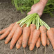 Каріні - насіння моркви, 50 г, Bejo 61867 фото 1