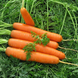 Каріні - насіння моркви, 50 г, Bejo 61867 фото 2