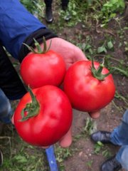 1606 F1 - насіння томата, 250 шт, Spark Seeds 90600 фото