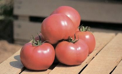 Хапінет F1 - насіння томата, 1000 шт, Syngenta 78901 фото