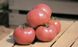 Хапінет F1 - насіння томата, 1000 шт, Syngenta 78901 фото 3