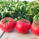 Хапінет F1 - насіння томата, 1000 шт, Syngenta 78901 фото 2